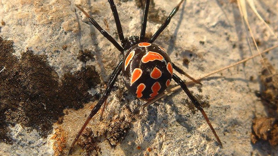 Evropská snovačka Latrodectus tredecimguttatus - samice